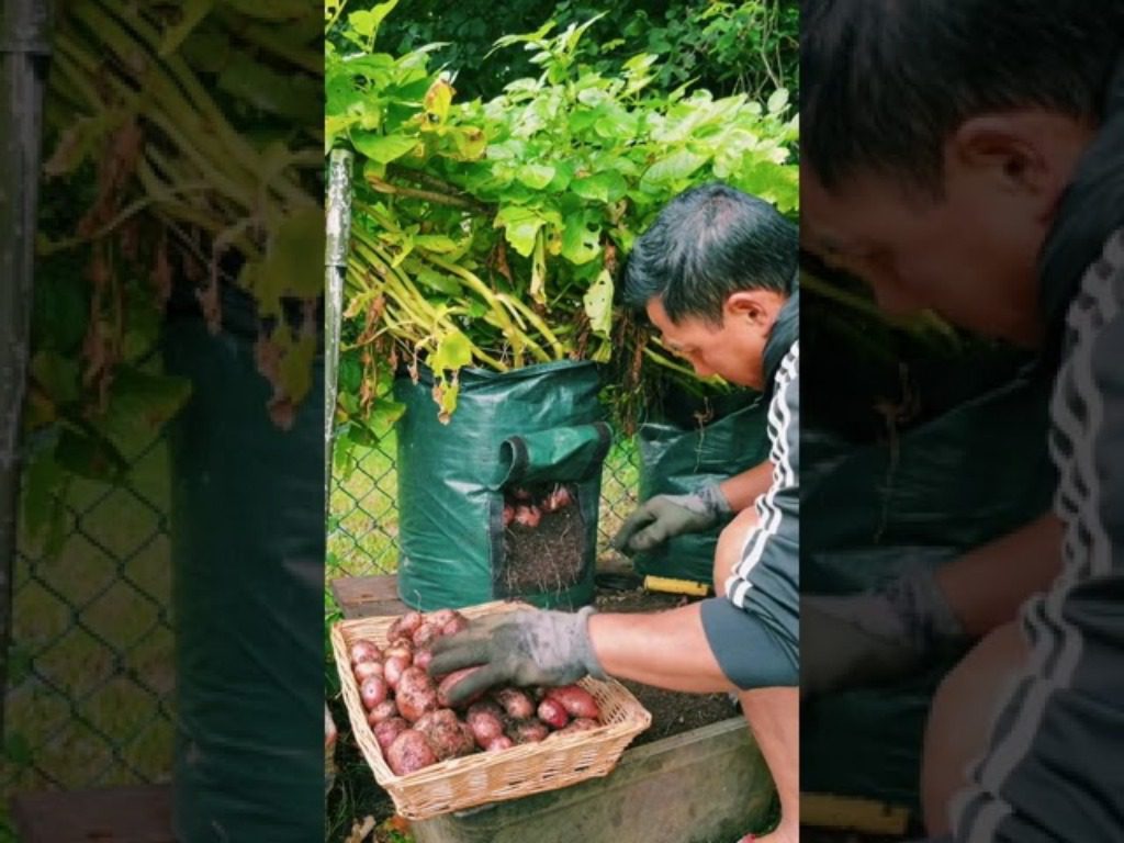 Метод вирощування картоплі в пакетах Метод вирощування картоплі в пакетах