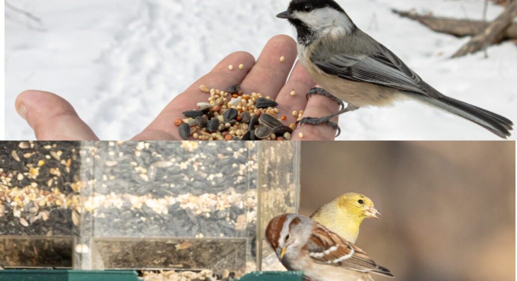 Не кладіть в годівничку ці 4 продукти: ось чим підкормити птахів під час зимової негоди 