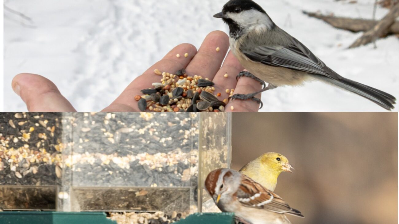 Ветеринари розповіли, чим не можна годувати пташок взимку