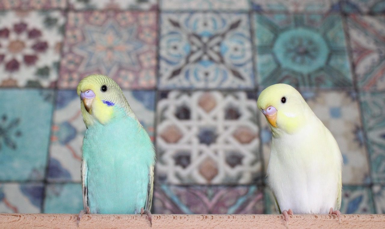 Як утеплити домашніх тварин, якщо немає світла і тепла