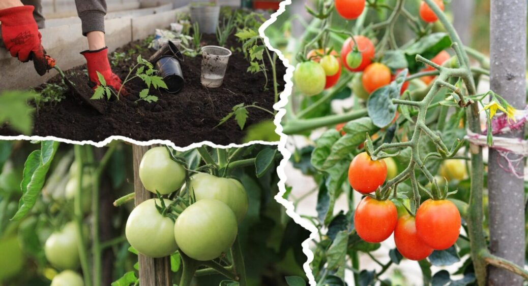 Календар для дачників на лютий 2026: 4 сприятливі дні для посіву ранніх томатів у ґрунт 