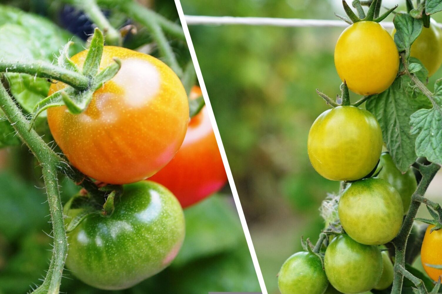 Агрономи розсекретили чотири найсолодші сорти томатів, які невибагливі