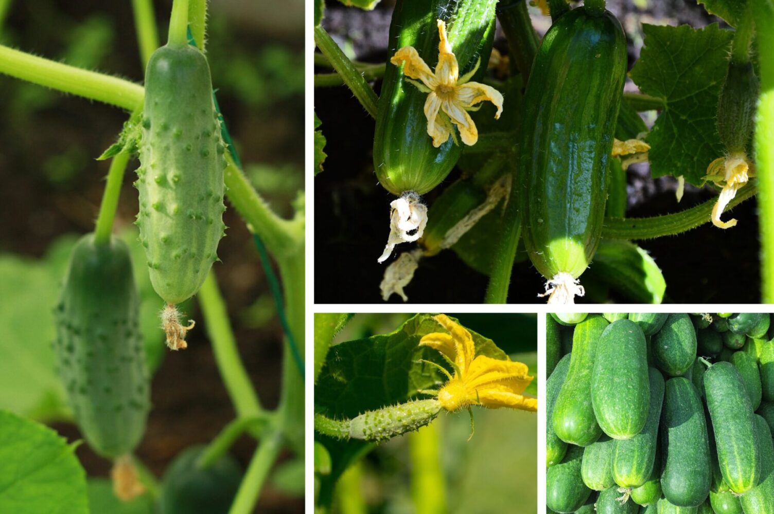 Агроном розповів, які 2 сорти огірків — солодкі та без гіркоти