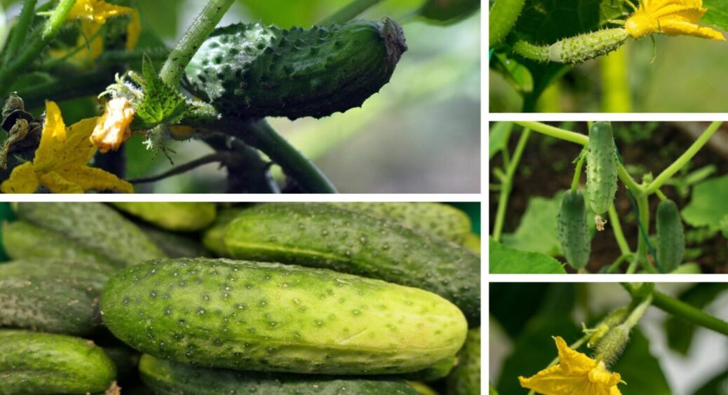 Огірки-чемпіони 2026: 1 сорт, який плодоносить навіть на підвіконні, дає великі плоди 