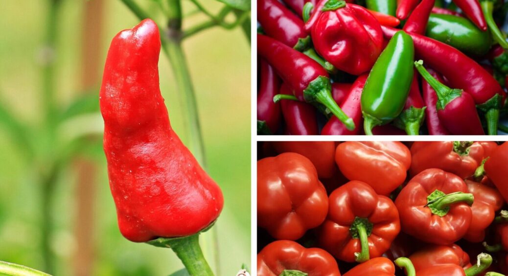Ці 5 сортів побʼють всі рекорди: який перець посадити в 2026-му, щоб зібрати МЕГА врожай 