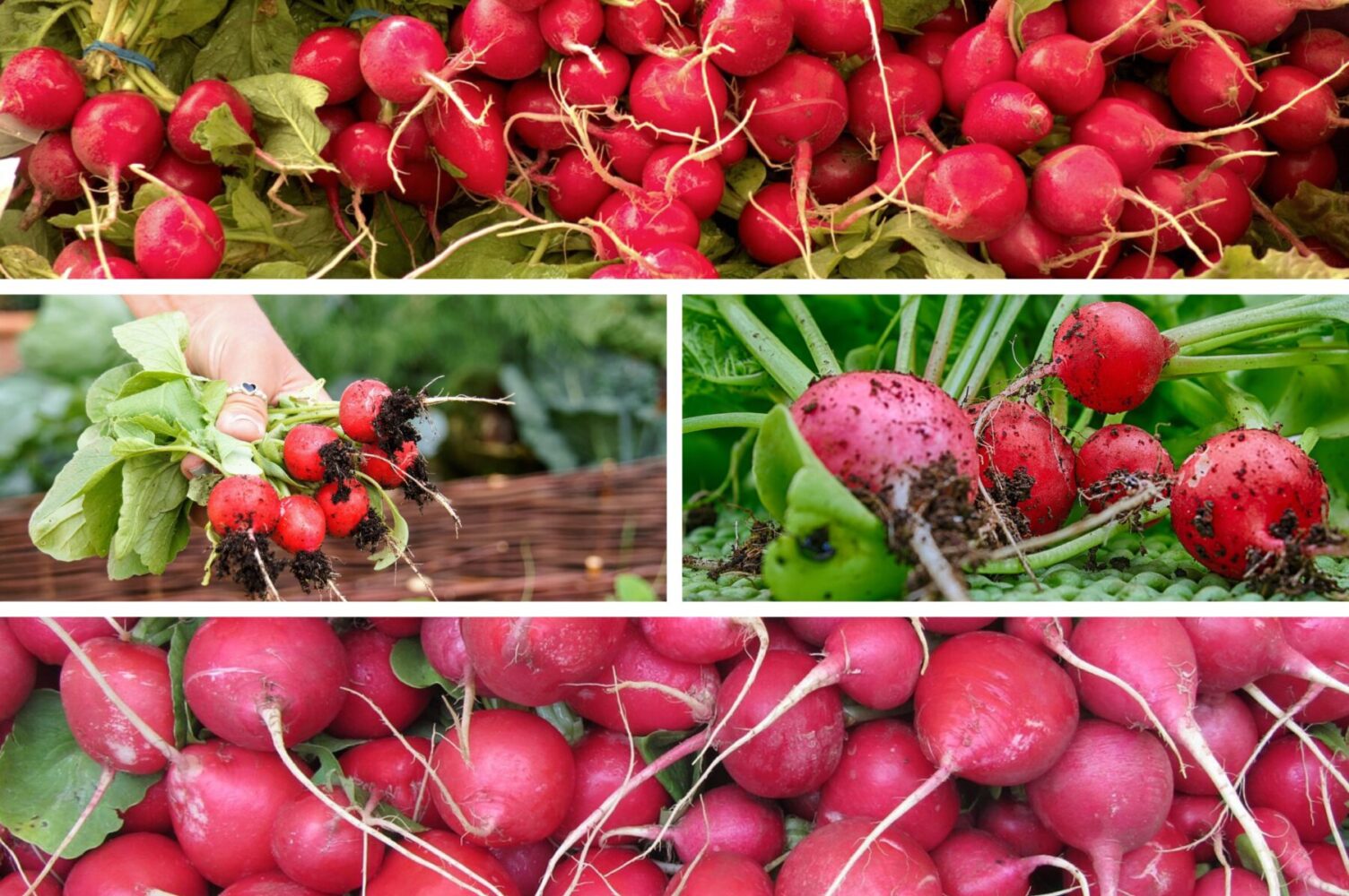 Агрономи назвали три сорти редиски для весняної посадки в 2026-му