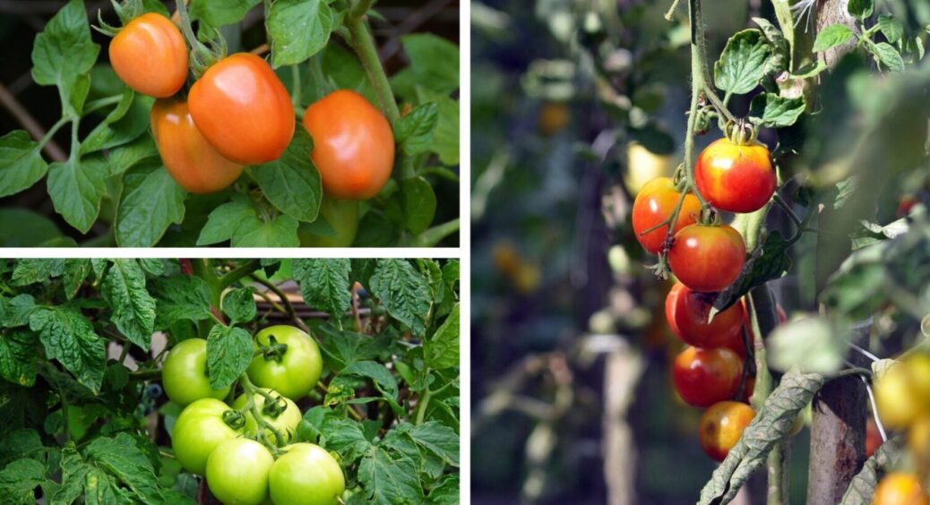 Урожай не поміститься в ящиках: солодкі томати, які у 2026 році візьмуть кількістю всі рекорди 