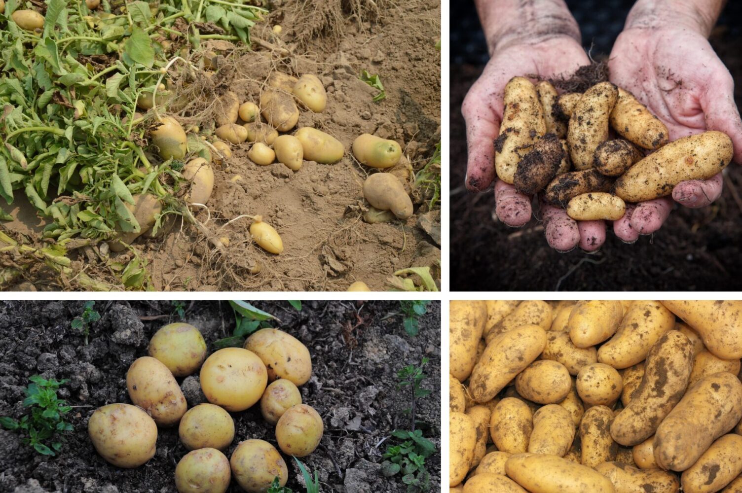 Городники розсекретили найсприятливіший час для посадки картоплі в 2026-му. Фото: Сенсація Городники розсекретили найсприятливіший час для посадки картоплі в 2026-му. Фото: Сенсація