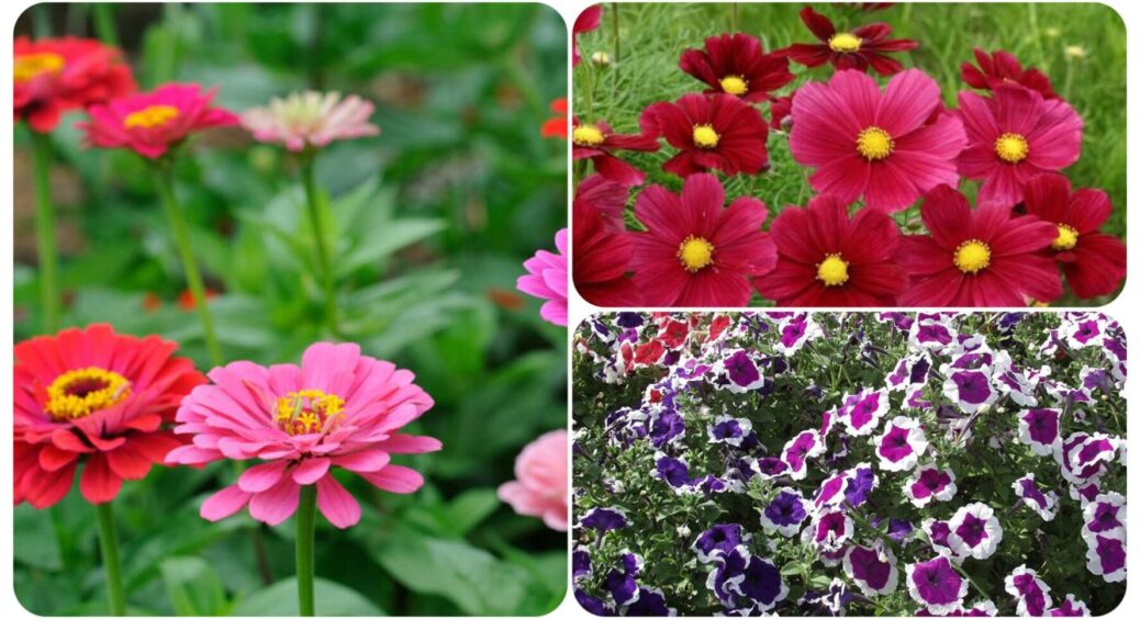 Ростуть у глині, і нічого їм не робиться: 5 супер яскравих квіток для безнадійної клумби 
