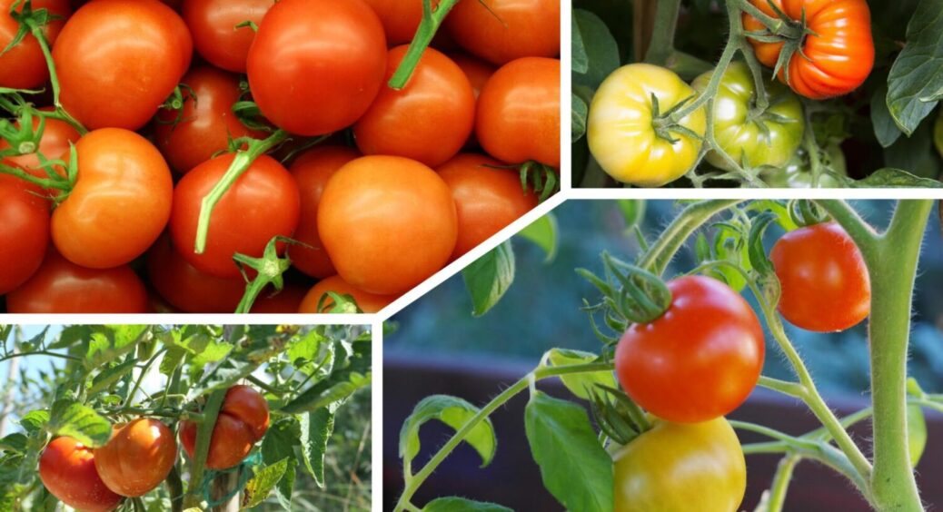 Вони не тріскають і не гниють навіть у дощ: 4 сорти помідорів, які дають по відру плодів з куща 