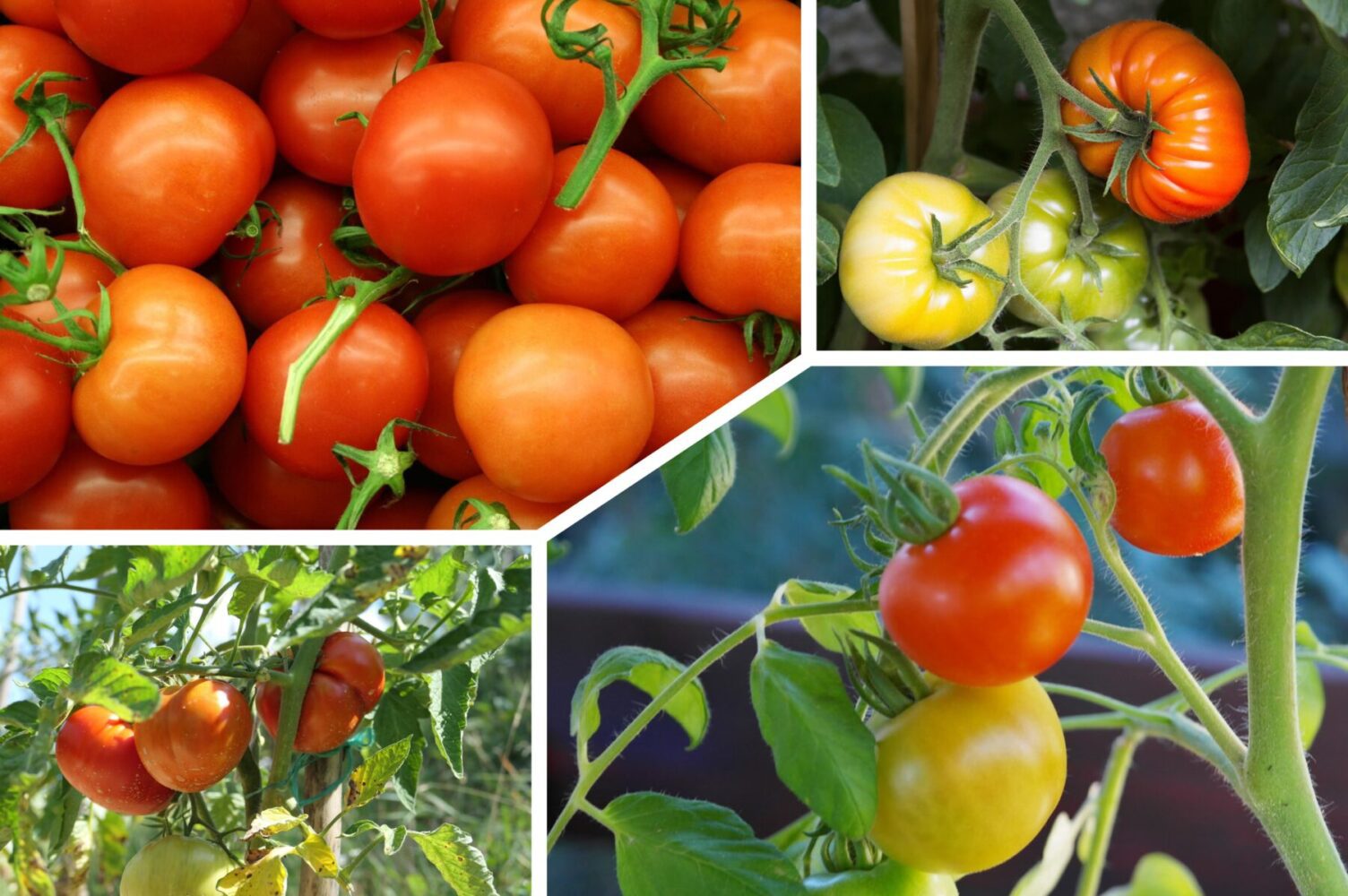 Як виростити томати за азійським методом