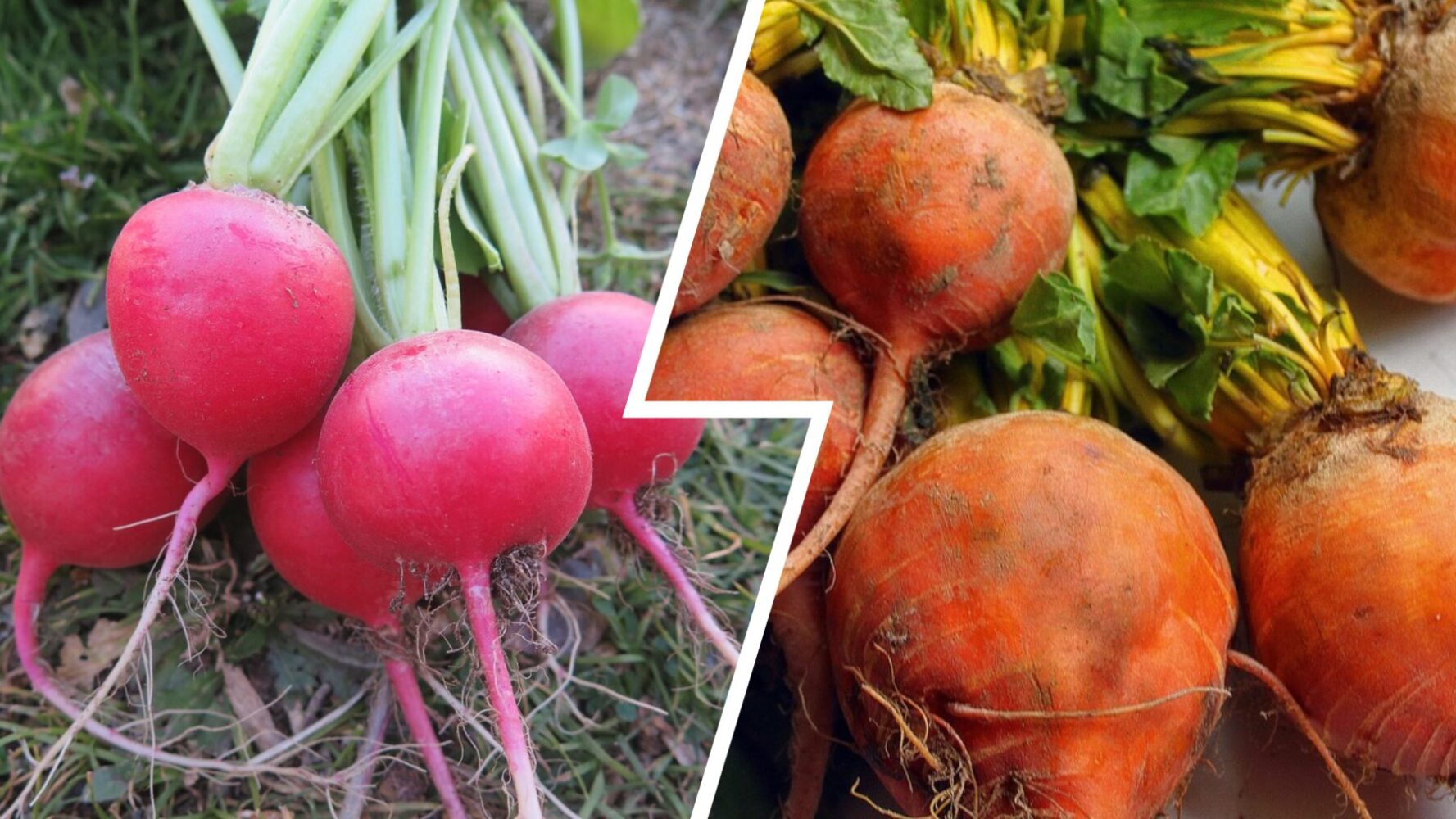 Агрономи розсекретили три найсолодші сорти буряка для вирощування в 2026-му