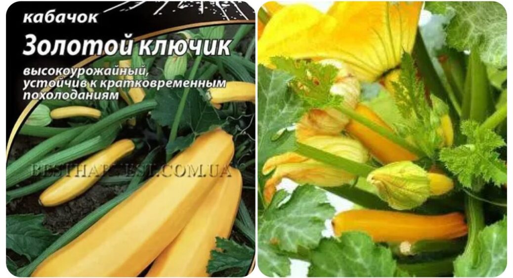 Кабачок “Золотий” дарує 8 кг плодів з 1 рослини: херсонські дачники діляться секретом посадки 