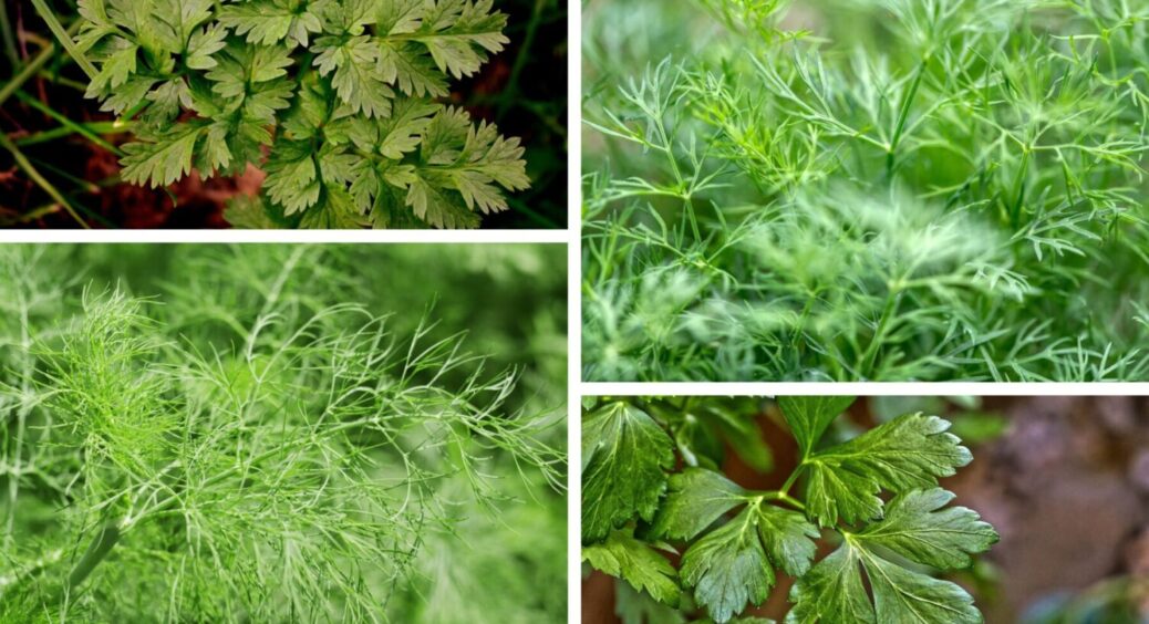 Петрушка й кріп вродять вдвічі більше: 3 дії перед посадкою – грядка зазеленіє миттєво і густо 