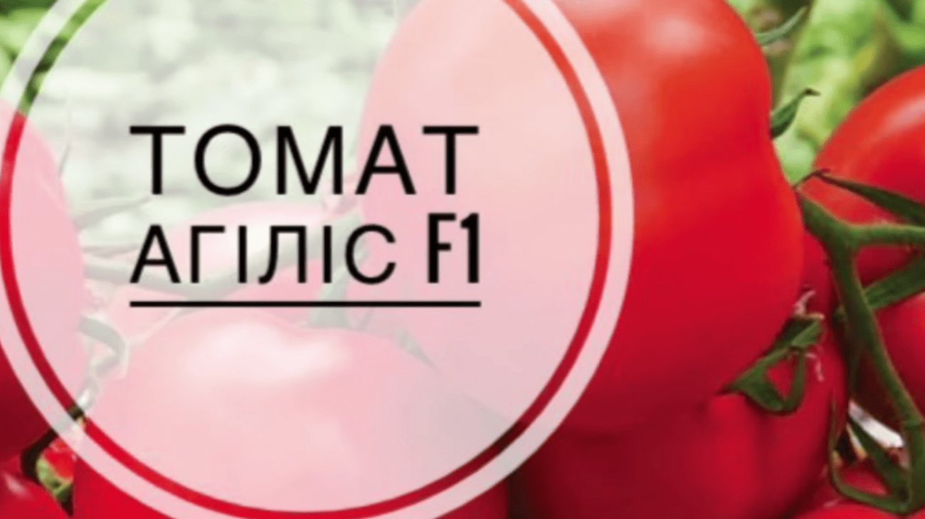 Городники назвали 5 найкращих позицій сортів томатів на новий сезон 2026