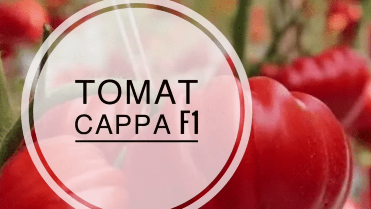 Городники назвали 5 найкращих позицій сортів томатів на новий сезон 2026