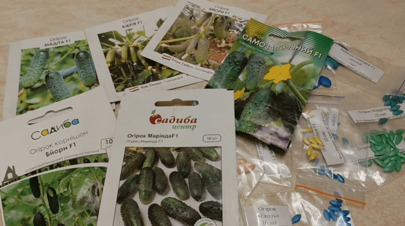 Городники серед 100 сортів врожайних огірків обрали найкращі