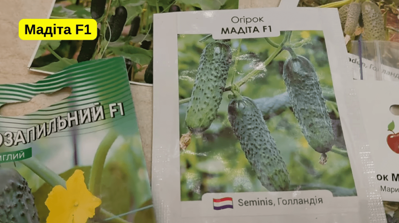 Городники серед 100 сортів врожайних огірків обрали найкращі