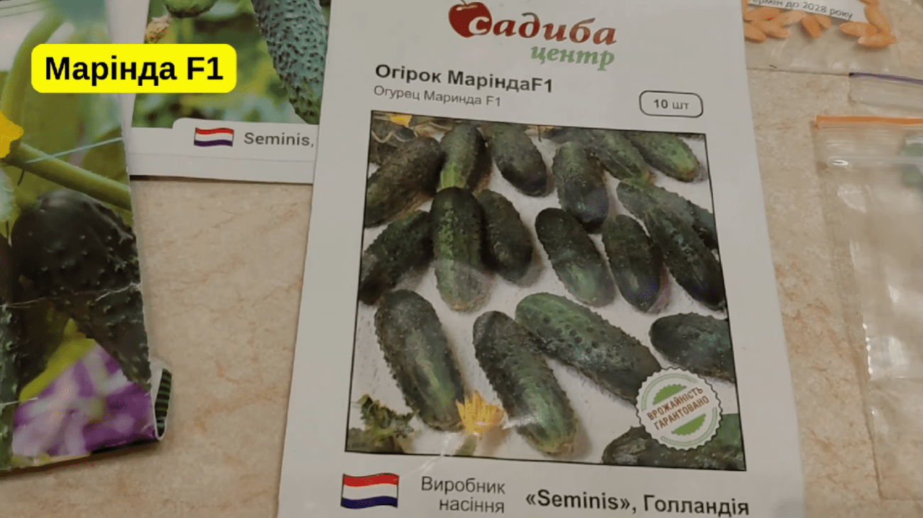 Городники серед 100 сортів врожайних огірків обрали найкращі