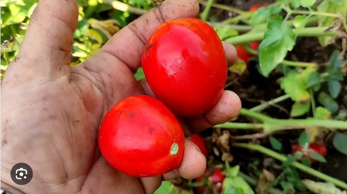 Городники назвали сорти томатів, які стали головним розчаруванням