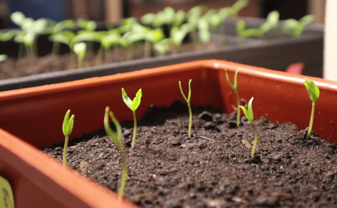 Городники розповіли, коли садити солодкий перець на розсаду у 2026 році