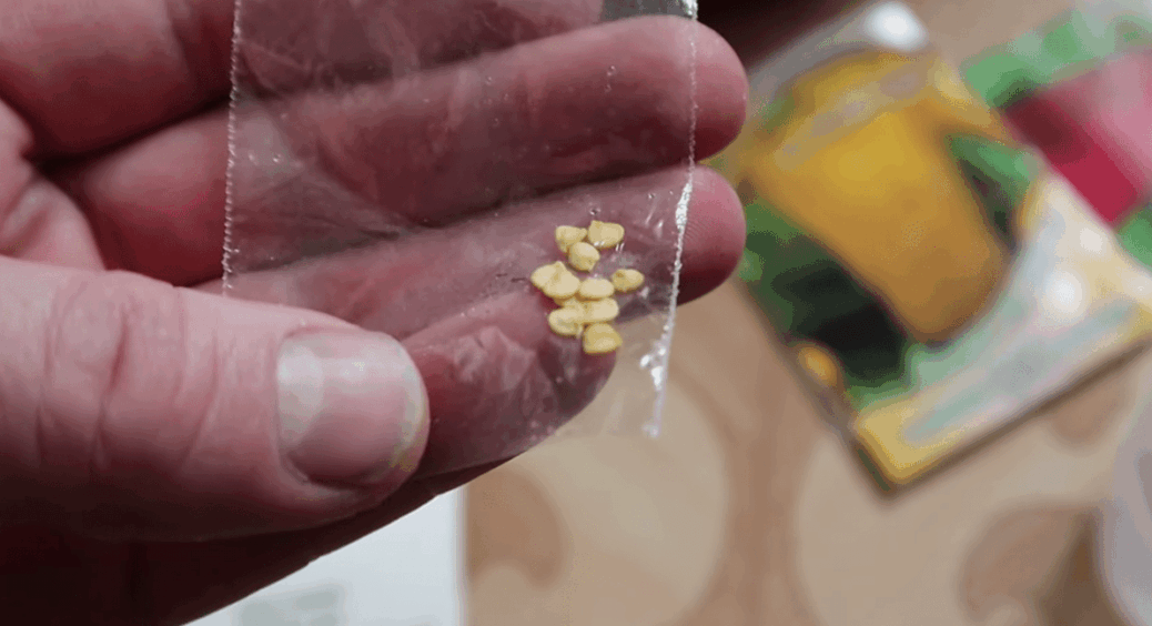 Секретний дідівський метод для розсади та замочування насіння! Саджанці пруть, як на дріжджах 