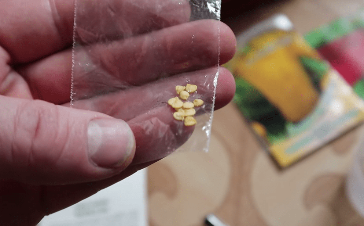 Городники розповіли, коли садити солодкий перець на розсаду у 2026 році