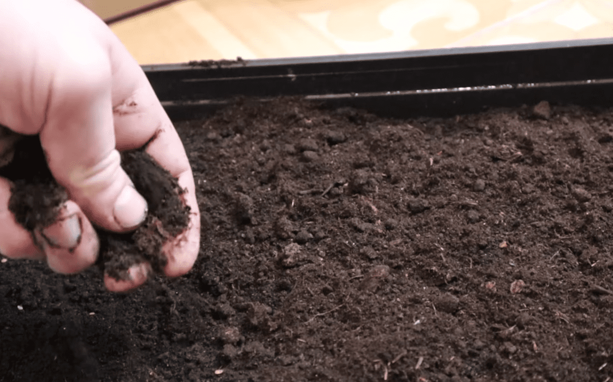 Городники назвали найкращі дати для посадки розсади томатів у 2026 році