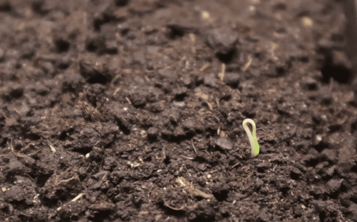 Городники назвали найкращі дати для посадки розсади томатів у 2026 році