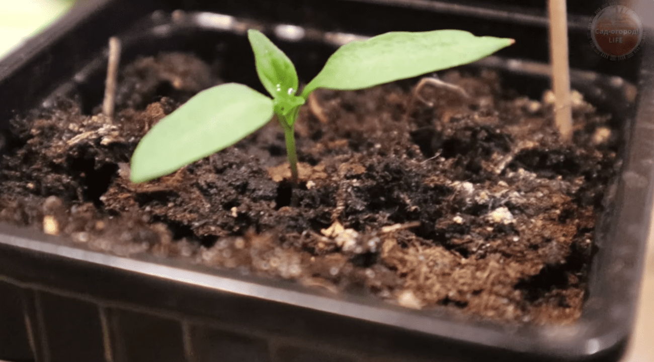 Городники назвали вдалі дати для висаджування томатів на розсаду