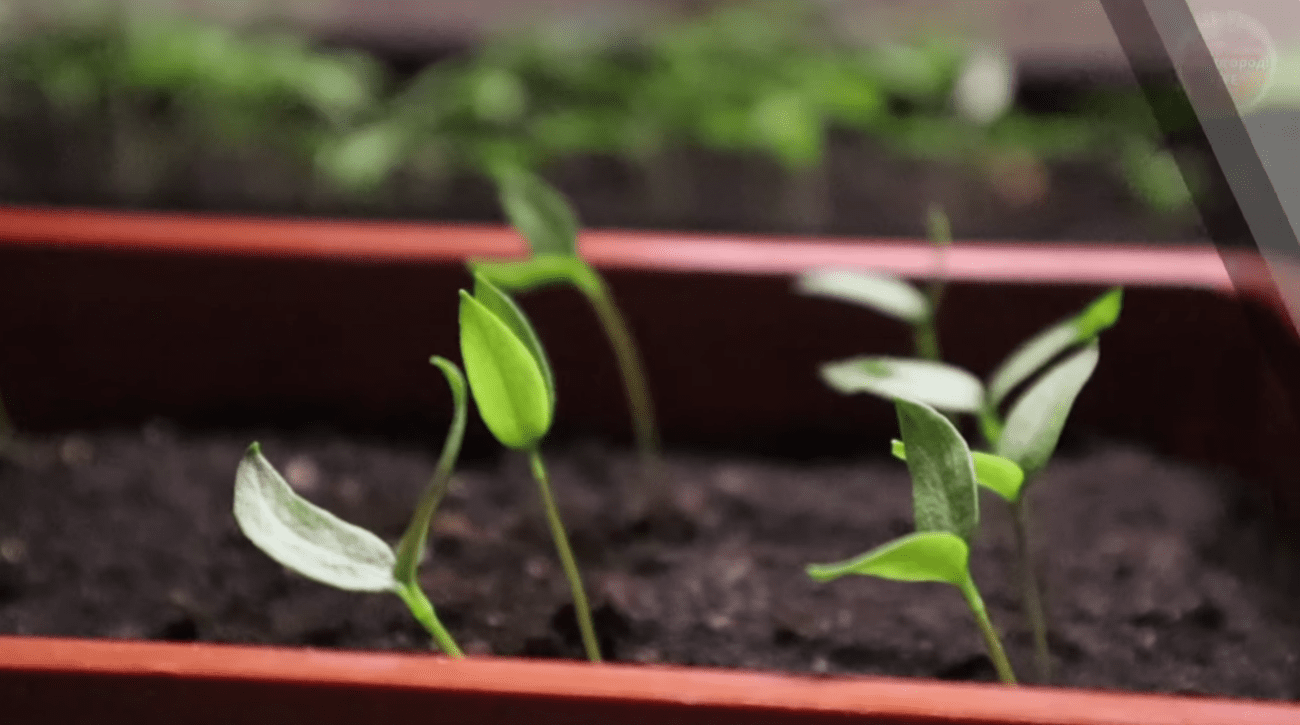 Городник дав 3 підказки, щоб будь-яке насіння проросло швидко і густо Городник дав 3 підказки, щоб будь-яке насіння проросло швидко і густо