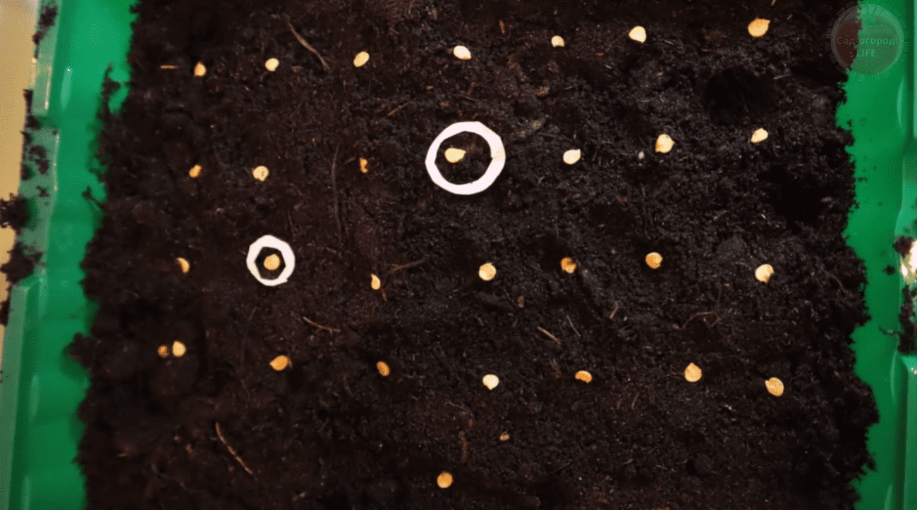 Городники назвали вдалі дати для висаджування перцю на розсаду