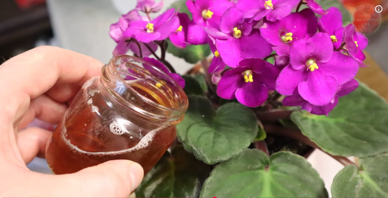 Городники назвали найкращі дешеві підживлення для розсади і домашніх рослин