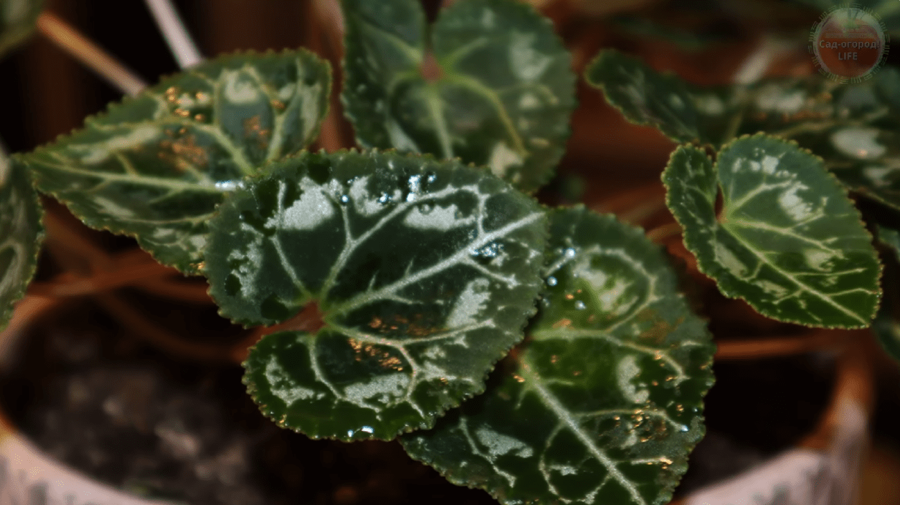 Експерти розповіли, як правильно доглядати домашні рослини в холодну пору року