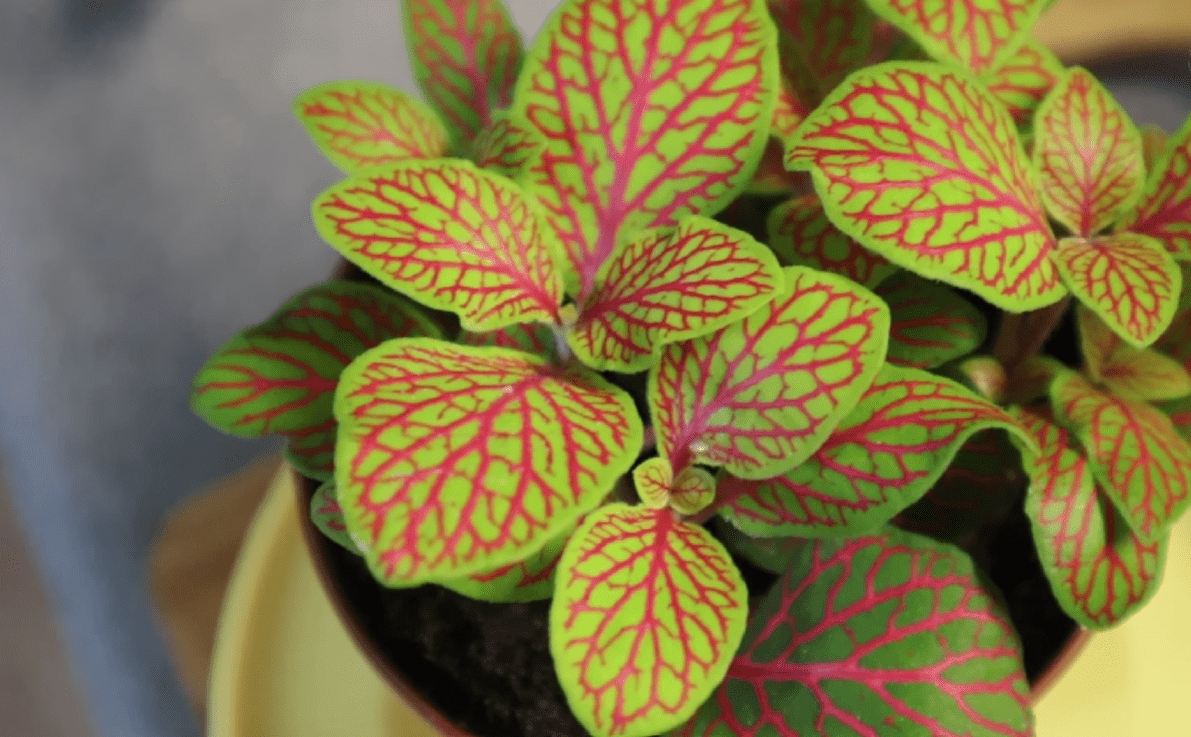 Експерти розповіли, як правильно доглядати домашні рослини в холодну пору року