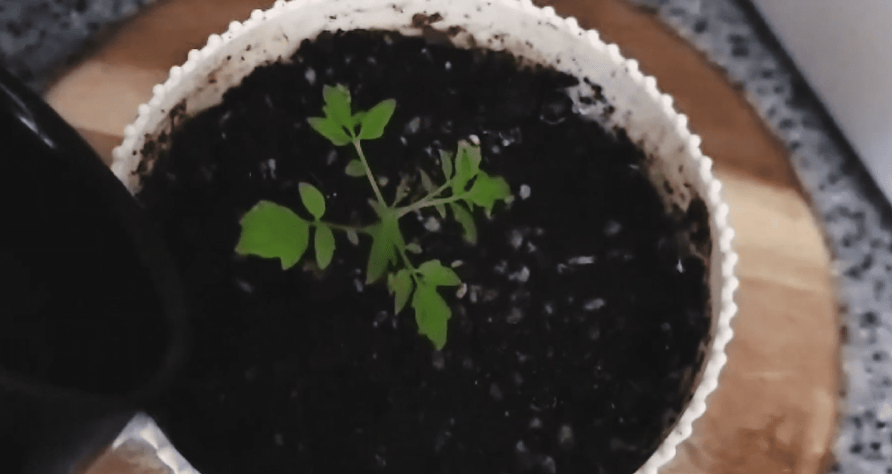 Городники дали точний рецепт підгодівлі для розсади