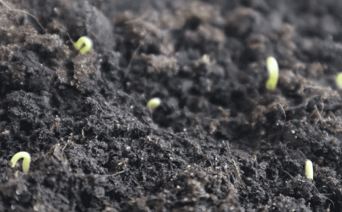 Городники розповіли, що робити далі із розсадою перців після сходів