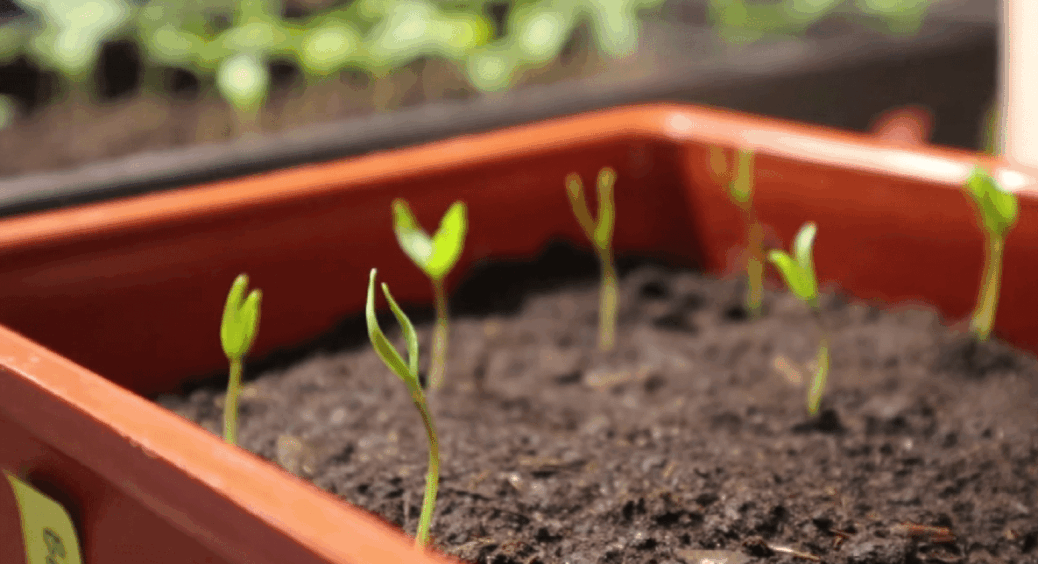 Витягнута розсада стане товстенькою вмить: без фітоламп і добрив – 1 робочий спосіб 