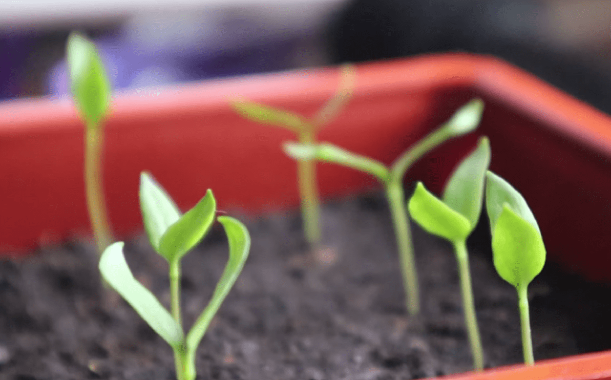 Городники розповіли, що робити далі із розсадою перців після сходів