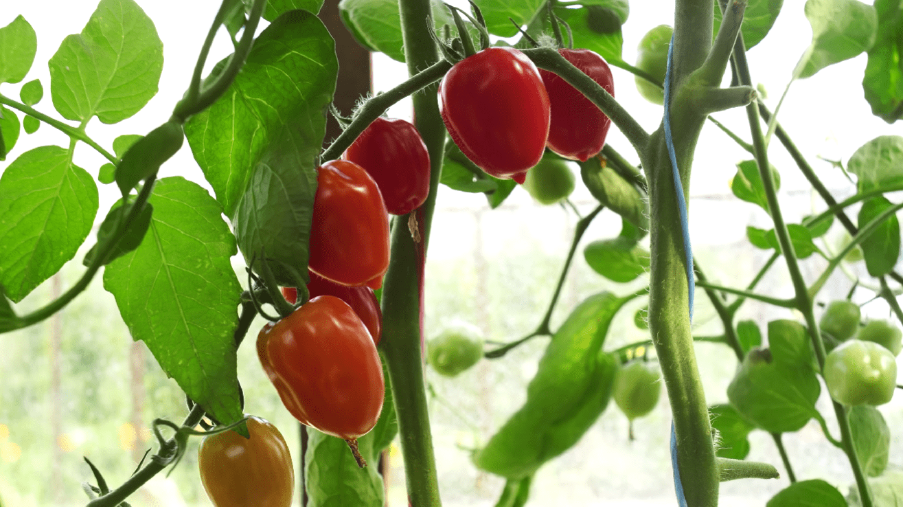 Городники назвали найкращі сорти помідорів-чері на 2026 рік