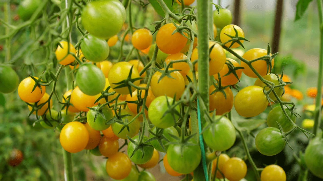 Агроном розповів, як підвищити урожайність помідорів