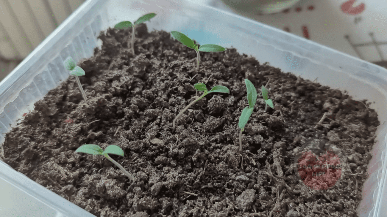 Городники дали рецепт найкращого першого підживлення для розсади