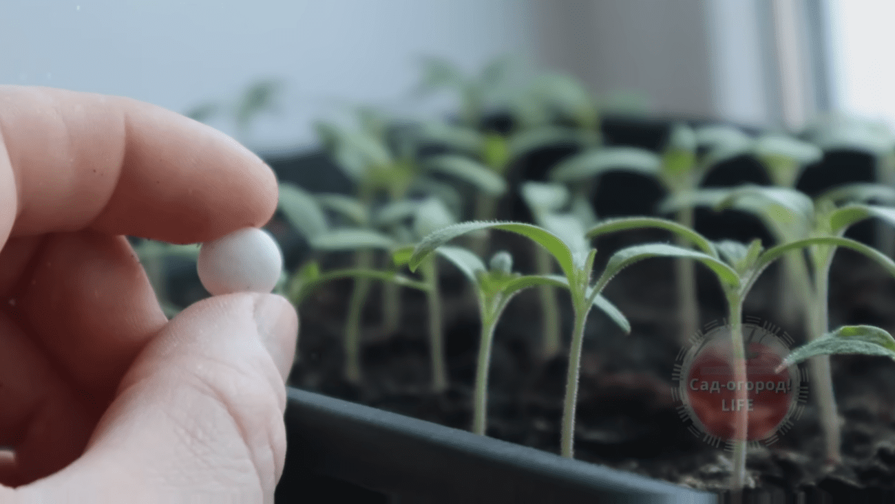 Городники дали рецепт найкращого першого підживлення для розсади