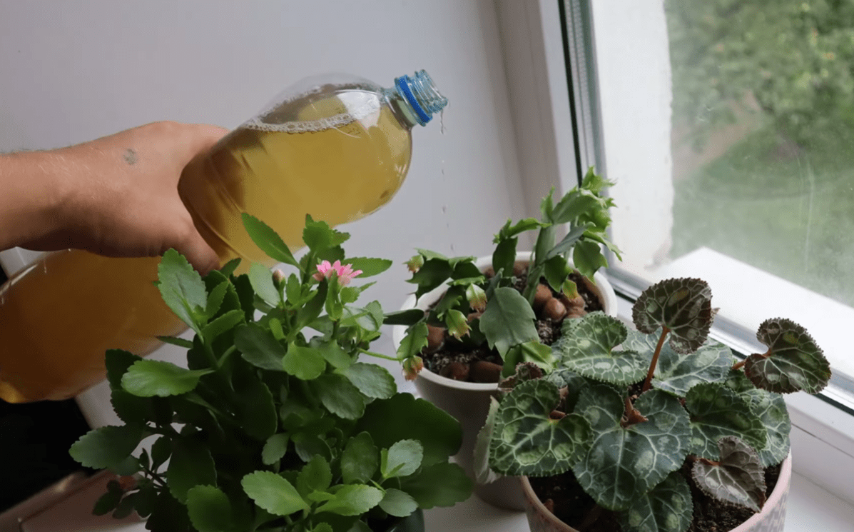 Городники назвали найкращі дешеві підживлення для розсади і домашніх рослин