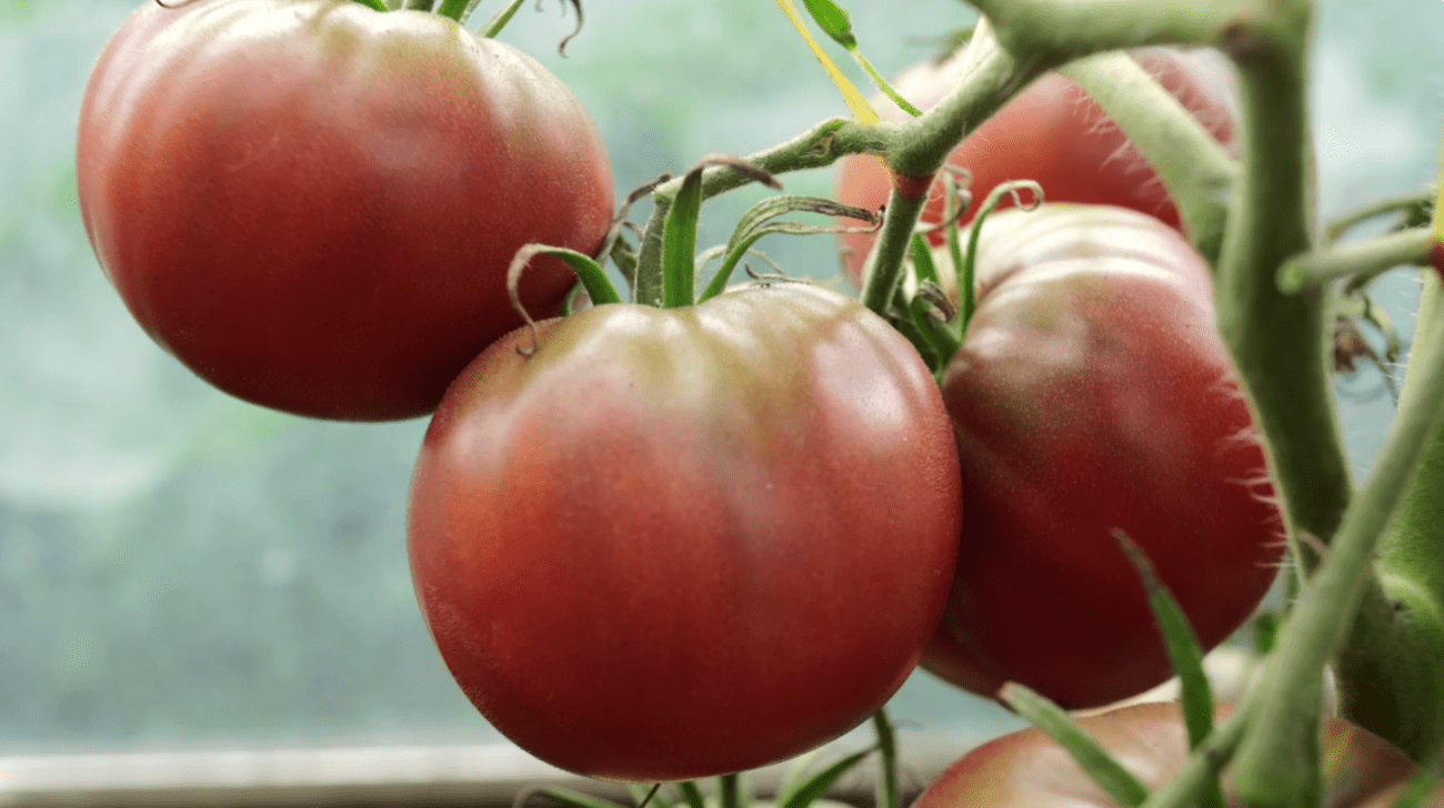 Городники назвали найкращі сорти темних томатів