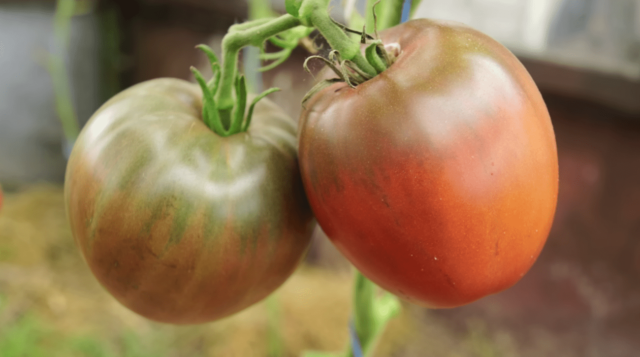 Городники назвали найкращі сорти темних томатів