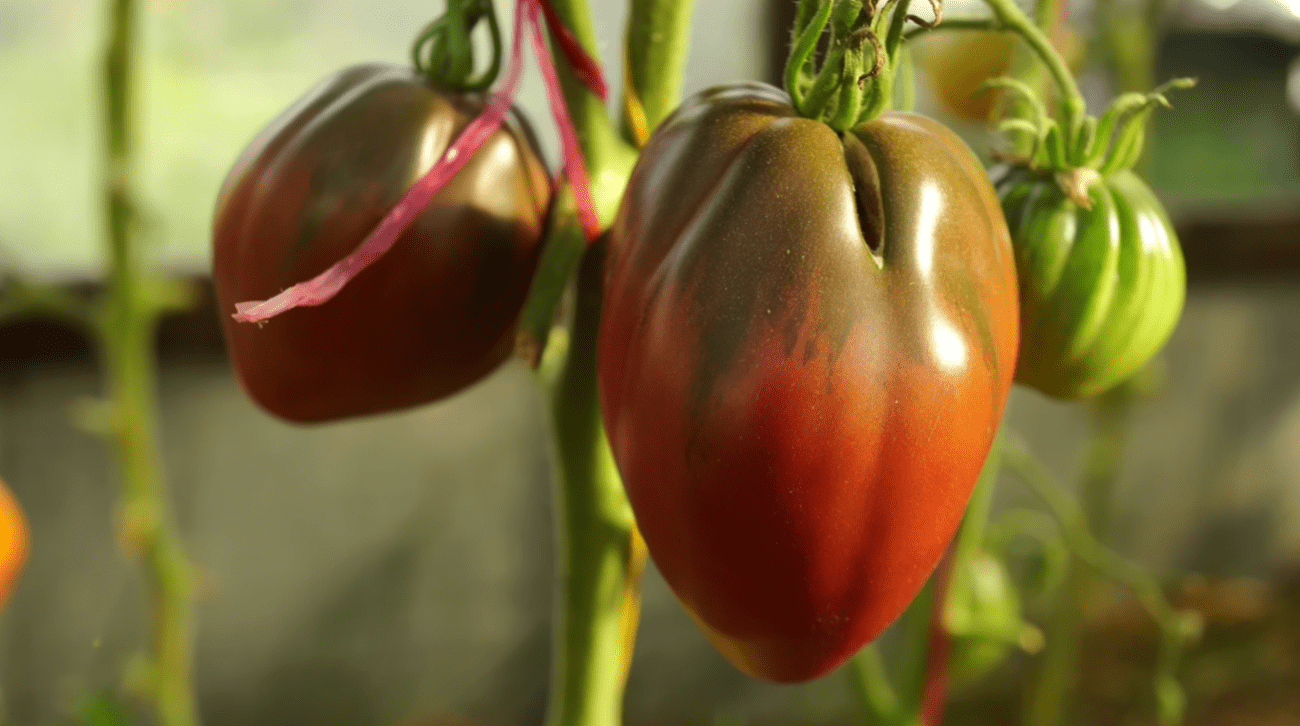 Городники назвали найкращі сорти темних томатів