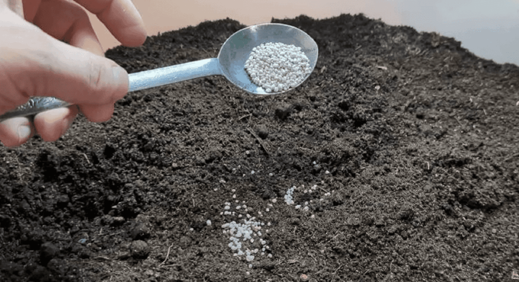 Що додати у ґрунт під посадку розсади томатів і перцю, щоб отримати супер кремезні рослини 