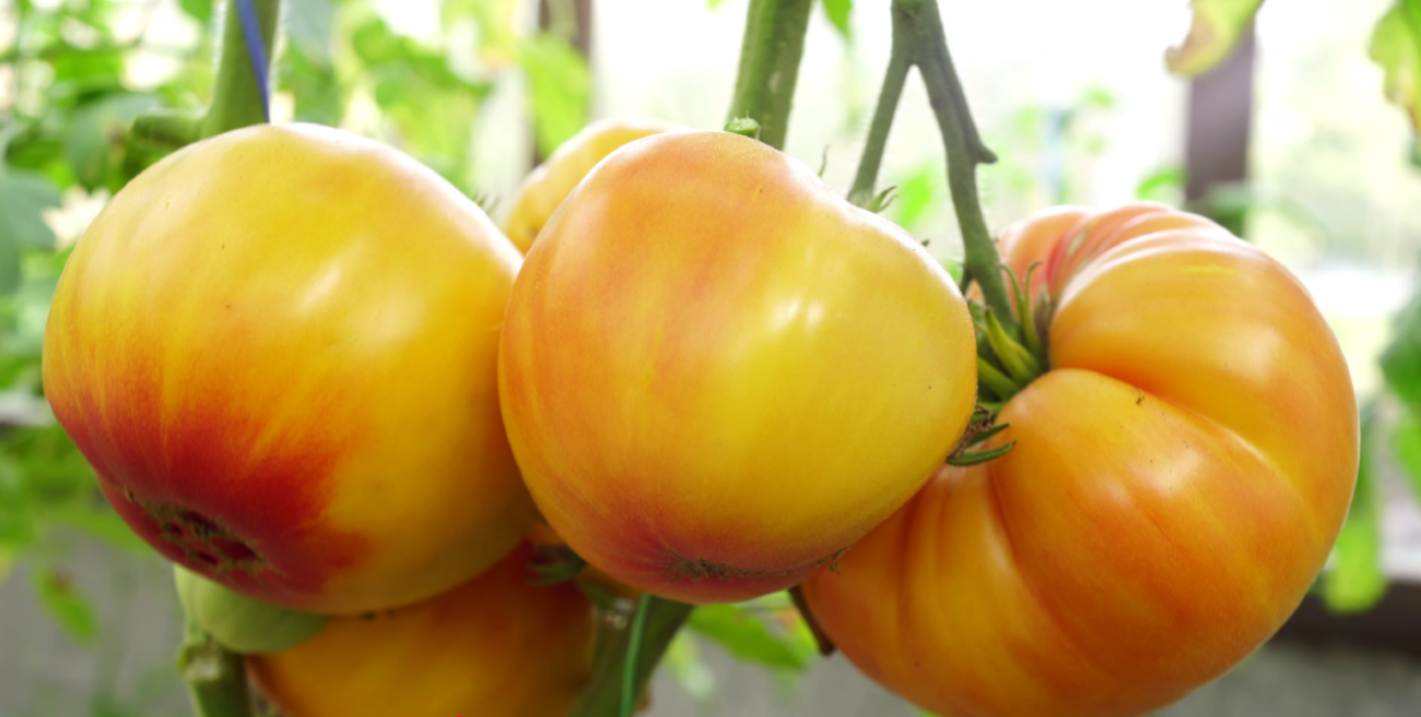 Городник назвав найкращі сорти помідорів з нових селекцій, які пройшли перевірку