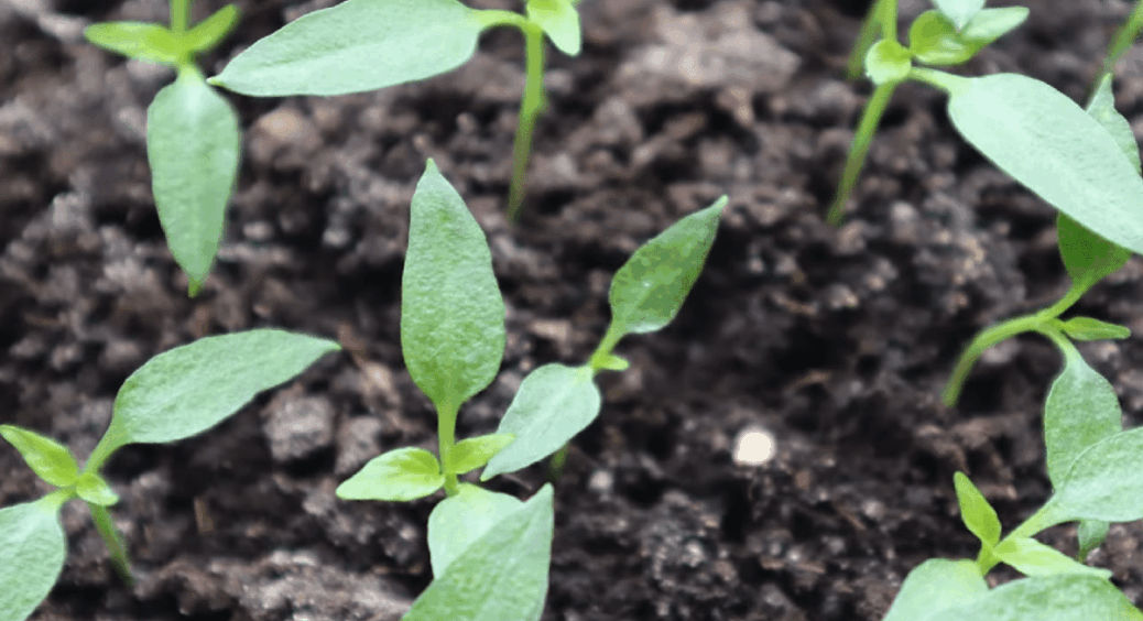 Якщо посадите розсаду в ці дні лютого, то вона буде міцною: це не магія, а точний розрахунок 